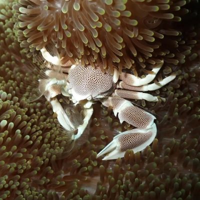 Porcelain Anemone Crab - top 10 most beautiful crabs