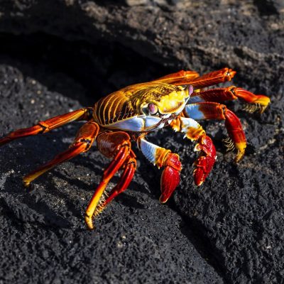 Sally Lightfoot Crab