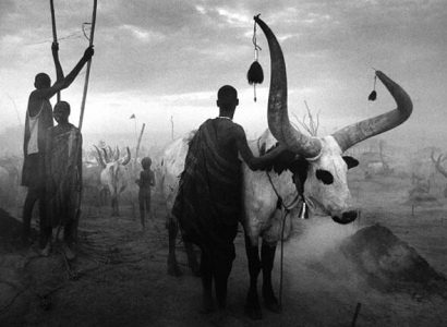 most dangerous bull species most dangerous bull species