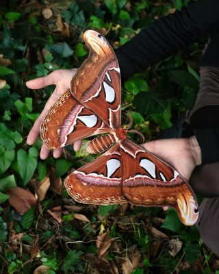 Atlas Moth