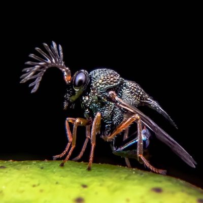 Parasitic Wasp