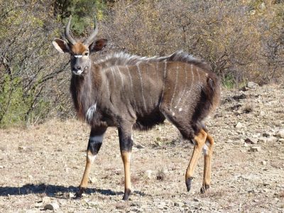 Nyala