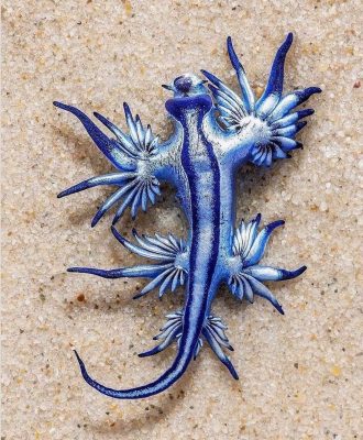Blue Dragon Sea Slug