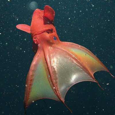 Vampire Squid