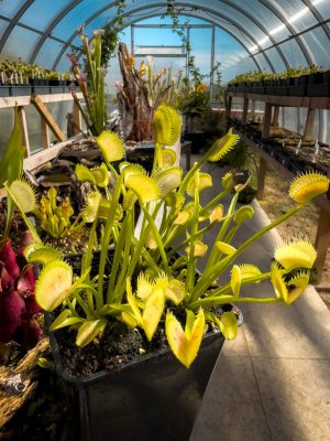 Venus Flytraps