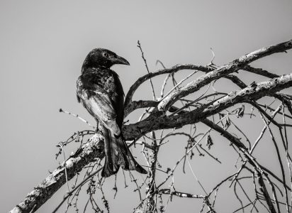 Raven Raven