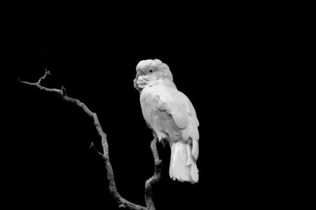 Cockatoo Cockatoo