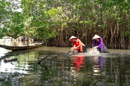 Mangrove Forest Mangrove Forest
