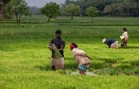 India’s domination of global rice trade