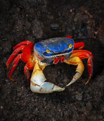 Rainbow Crab