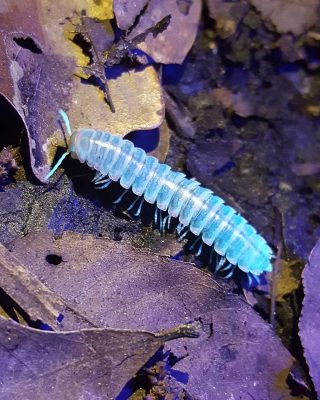 Glowing Millipede