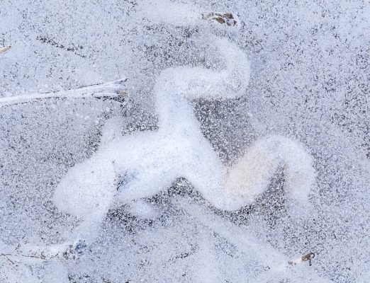 Frozen Frog Hibernation