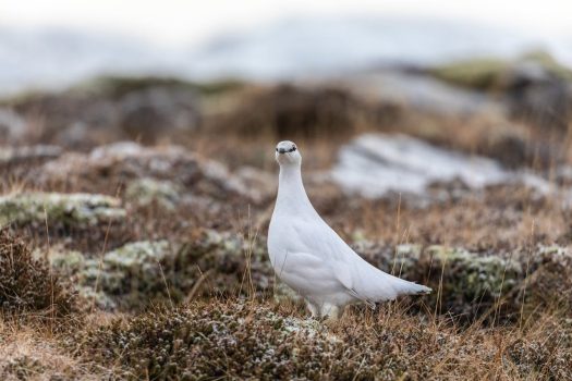 ptarmigan Ptarmigan