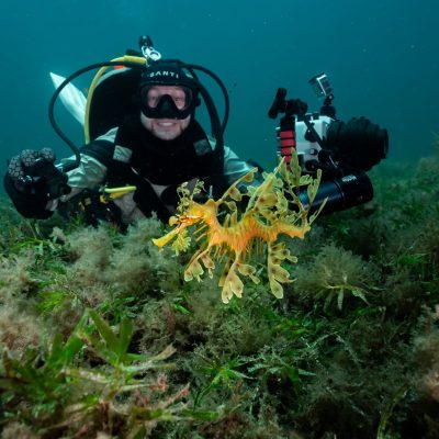 Leafy Sea Dragon