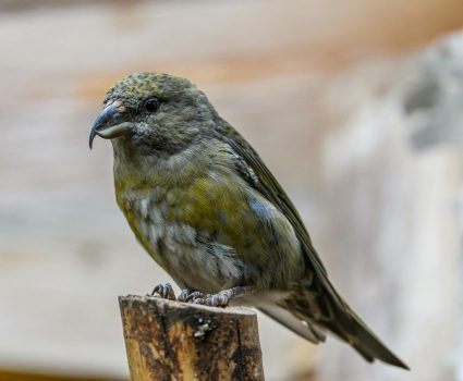 red crossbill Red Crossbill