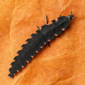Firefly Larva