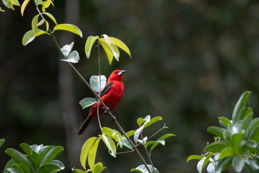 scarlet tanager Scarlet Tanager