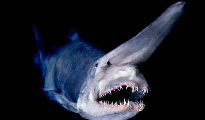 Goblin Shark