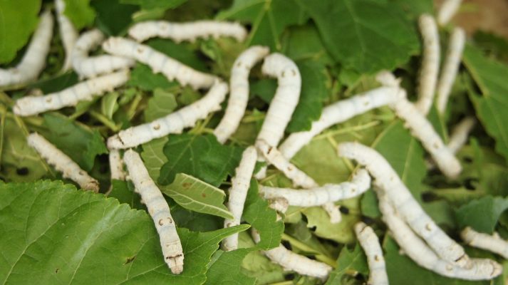 Silkworm on leaves