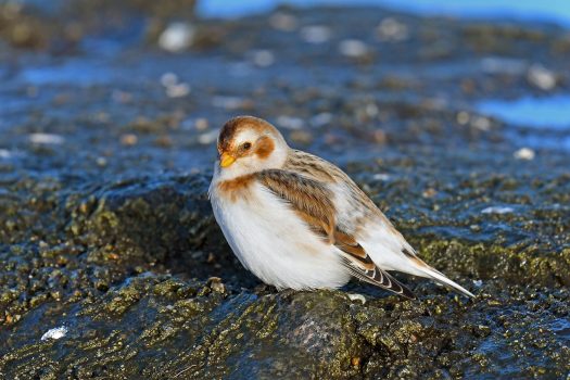 snow-bunting Snow Bunting