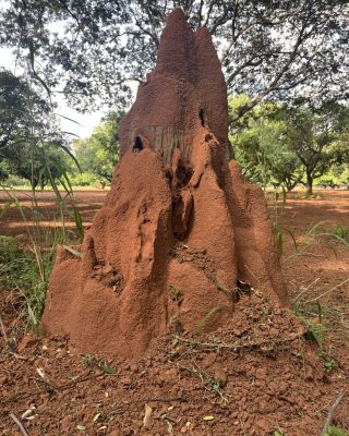 Termite Moulds