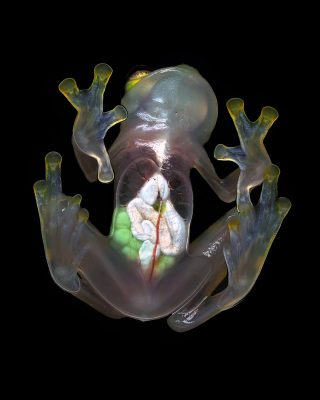 Glass Frog