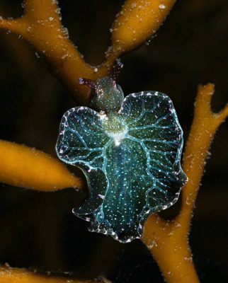 elysia sea slug