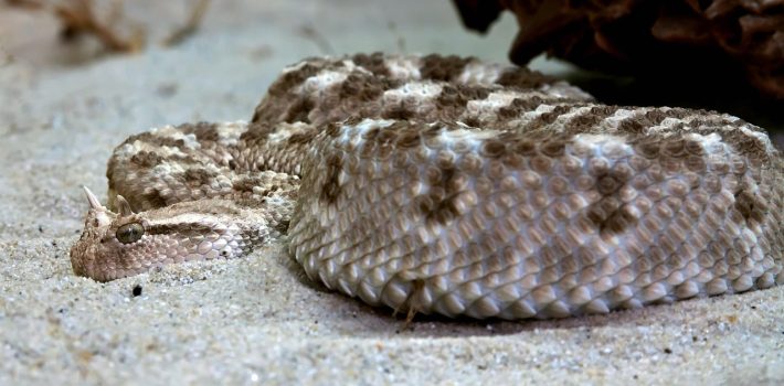 Desert Horned Viper