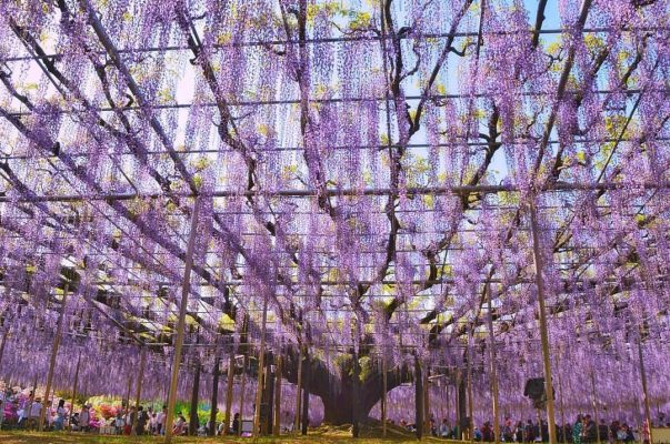 Ashikaga Flower Park