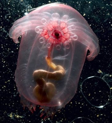 Pink See-Through Fantasia