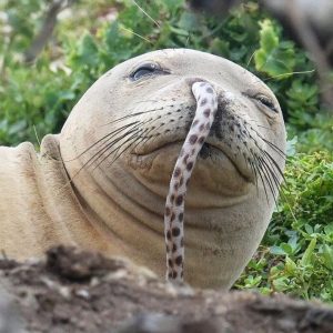 Hawaiian monk seal with eel in a nose - 10 Weird Animal Facts Science