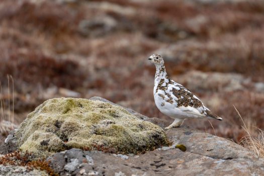 willow ptarmigan Willow Ptarmigan