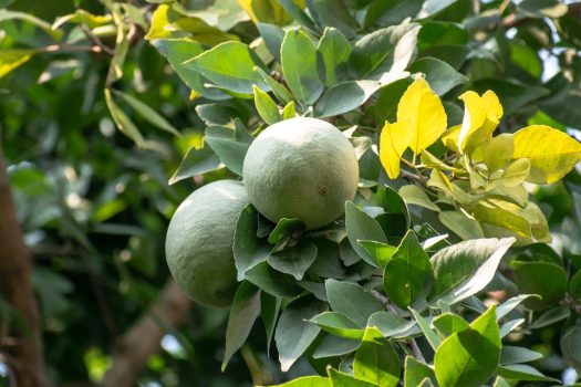 Bael (Wood Apple) Bael (Wood Apple)