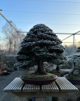 Bonsai Trees Bonsai Trees