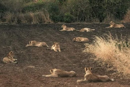 Gir Lions in a field Gir Lions in a field